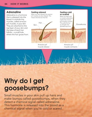 84 HOW IT WORKS
Why do I get
goosebumps?
Adrenaline
Adrenaline is a hormone
that is released into the
blood. It controls tiny
muscles, called arrector
pili muscles, in your skin.
They are attached to the
top layer of your skin and
the base of each hair
follicle – a small hole
where the hair grows from.
Feeling relaxed
When you feel relaxed, the arrector
pili muscles are also relaxed. This
means that the hair lies flat.
Feeling cold
or scared
When you feel cold
or scared, adrenaline
makes the arrector
pili muscles contract.
This pulls the hair
up straight and
goosebumps form.
Arrector pili
muscle relaxes
Arrector pili
muscle contracts
Skin
Hair
Goosebump
Small muscles in your skin pull up hairs and
make bumps called goosebumps, when they
detect a chemical signal called adrenaline.
This hormone is released into the blood as a
chemical signal when you’re cold or scared.
 