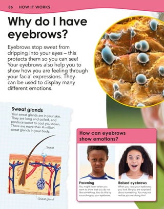 86 HOW IT WORKS
Eyebrows stop sweat from
dripping into your eyes – this
protects them so you can see!
Your eyebrows also help you to
show how you are feeling through
your facial expressions. They
can be used to display many
different emotions.
Why do I have
eyebrows?
Sweat glands
Your sweat glands are in your skin.
They are long and coiled, and
produce sweat to cool you down.
There are more than 4 million
sweat glands in your body.
Sweat
Sweat gland
How can eyebrows
show emotions?
Frowning
You might frown when you
want to show that you do not
like something. You do this by
scrunching up your eyebrows.
Raised eyebrows
When you raise your eyebrows,
you look like you are surprised
about something. You may not
realize you are doing this!
 