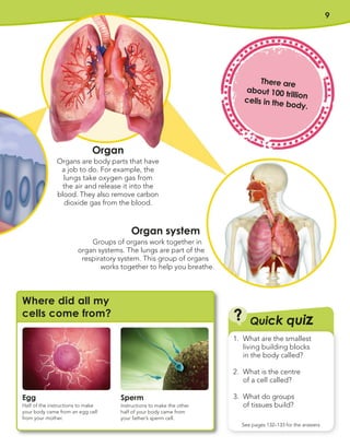 9
Organ system
Groups of organs work together in
organ systems. The lungs are part of the
respiratory system. This group of organs
works together to help you breathe.
Organ
Organs are body parts that have
a job to do. For example, the
lungs take oxygen gas from
the air and release it into the
blood. They also remove carbon
dioxide gas from the blood.
There are
about 100 trillion
cells in the body.
Egg
Half of the instructions to make
your body came from an egg cell
from your mother.
Sperm
Instructions to make the other
half of your body came from
your father’s sperm cell.
Where did all my
cells come from?
1. What are the smallest
living building blocks
in the body called?
2. What is the centre
of a cell called?
3. What do groups
of tissues build?
?
See pages 132–133 for the answers
Quick quiz
 
