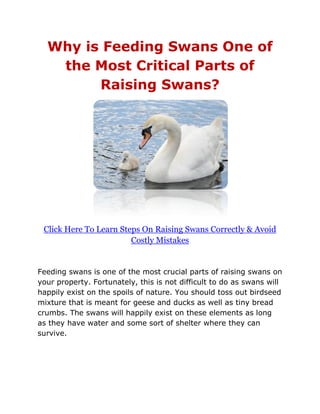 Why is Feeding Swans One of
   the Most Critical Parts of
        Raising Swans?




 Click Here To Learn Steps On Raising Swans Correctly & Avoid
                        Costly Mistakes


Feeding swans is one of the most crucial parts of raising swans on
your property. Fortunately, this is not difficult to do as swans will
happily exist on the spoils of nature. You should toss out birdseed
mixture that is meant for geese and ducks as well as tiny bread
crumbs. The swans will happily exist on these elements as long
as they have water and some sort of shelter where they can
survive.
 