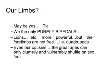 –May be yes.. Pic
–We the only PURELY BIPEDALS…
–Lions.. etc. more powerful…but their
forelimbs are not free….i.e. quadrupeds
–Even our cousins …the great apes can
only clumsily and vulnerably shuffle on two
feet.
Our Limbs?
 