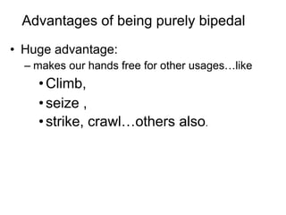 • Huge advantage:
– makes our hands free for other usages…like
•Climb,
•seize ,
•strike, crawl…others also.
Advantages of being purely bipedal
 