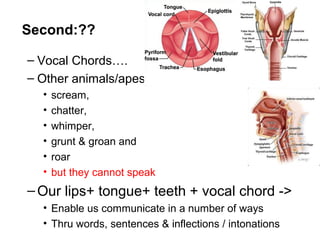 – Vocal Chords….
– Other animals/apes :
• scream,
• chatter,
• whimper,
• grunt & groan and
• roar
• but they cannot speak
–Our lips+ tongue+ teeth + vocal chord ->
• Enable us communicate in a number of ways
• Thru words, sentences & inflections / intonations
Second:??
 