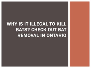 WHY IS IT ILLEGAL TO KILL
BATS? CHECK OUT BAT
REMOVAL IN ONTARIO
 