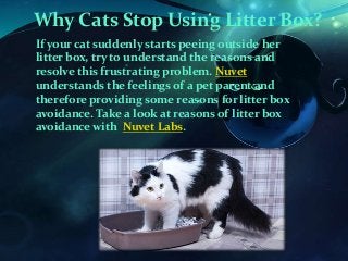 Why Cats Stop Using Litter Box?
If your cat suddenly starts peeing outside her
litter box, try to understand the reasons and
resolve this frustrating problem. Nuvet
understands the feelings of a pet parent and
therefore providing some reasons for litter box
avoidance. Take a look at reasons of litter box
avoidance with Nuvet Labs.
 