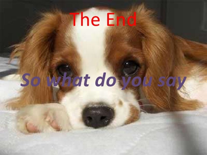 Why Do I Like The Smell Of My Dog Why Do I Like The Smell Of My Dog