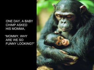 ONE DAY, A BABY CHIMP ASKED HIS MOMMA, “ MOMMY, WHY  ARE WE SO FUNNY LOOKING?” 