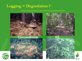 Why managing and restoring tropical forests matter