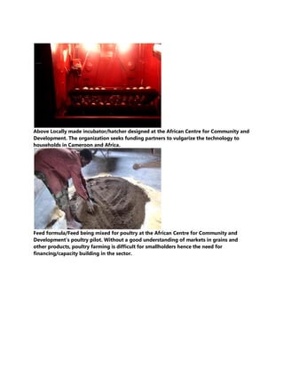 Why naked neck poultry needs to be put in focus in africa by ivo arrey