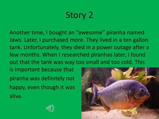 Story 2
Another time, I bought an “awesome” piranha named
Jaws. Later, I purchased more. They lived in a ten gallon
tank. Unfortunately, they died in a power outage after a
few months. When I researched piranhas later, I found
out that the tank was way too small and too cold. This
is important because that
piranha was definitely not
happy, even though it was
alive.
 