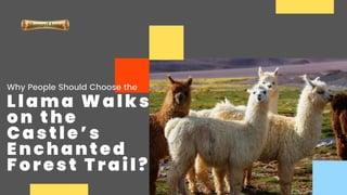 Llama Walks
on the
Castle’s
Enchanted
Forest Trail?
Why People Should Choose the
 