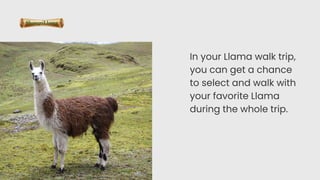 In your Llama walk trip,
you can get a chance
to select and walk with
your favorite Llama
during the whole trip.
 
