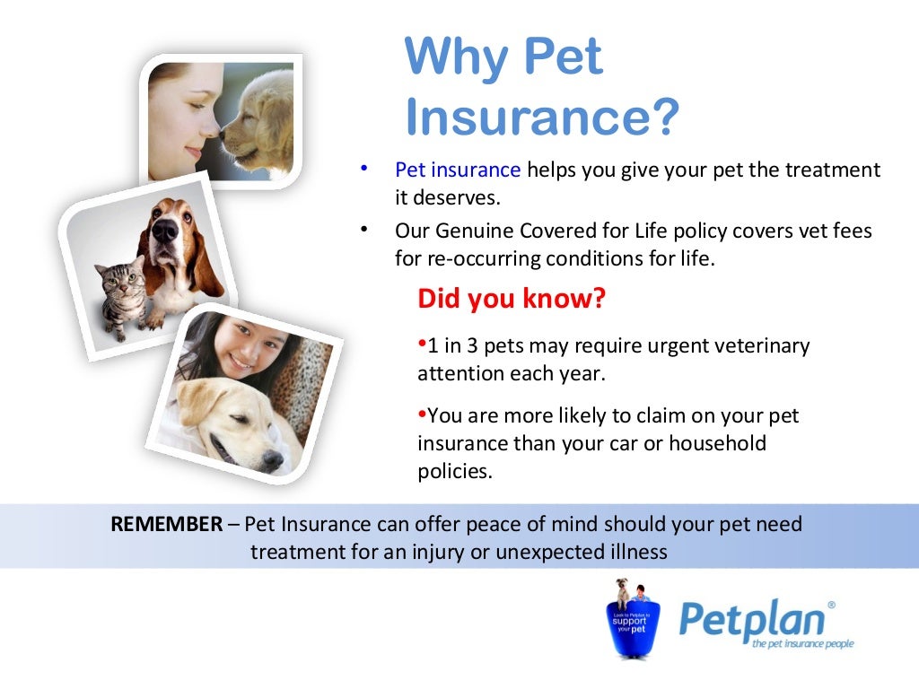 Why pet insurance is a must for your pet