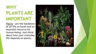 WHY
PLANTS ARE
IMPORTANT
Plants : are the backbone
of all life on Earth and an
essential resource for
human-being. Just think
about how your everyday
life depends on plants.
 