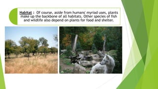 Habitat : Of course, aside from humans' myriad uses, plants
make up the backbone of all habitats. Other species of fish
and wildlife also depend on plants for food and shelter.
 