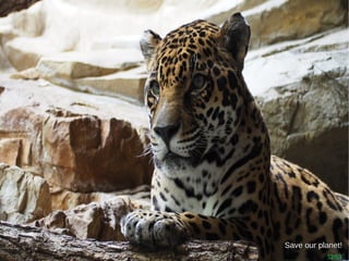 52/53
Save our planet!Save our planet!
 