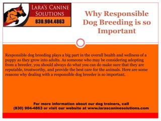 Why Responsible
Dog Breeding is so
Important
For more information about our dog trainers, call
(830) 904-4863 or visit our website at www.larascaninesolutions.com
Responsible dog breeding plays a big part in the overall health and wellness of a
puppy as they grow into adults. As someone who may be considering adopting
from a breeder, you should always do what you can do make sure that they are
reputable, trustworthy, and provide the best care for the animals. Here are some
reasons why dealing with a responsible dog breeder is so important.
 