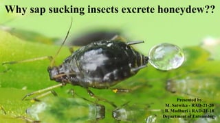 Why sap sucking insects excrete honeydew??
Presented by
M. Satwika - RAD-21-20
B. Madhuri - RAD-21-18
Department of Entomology
 