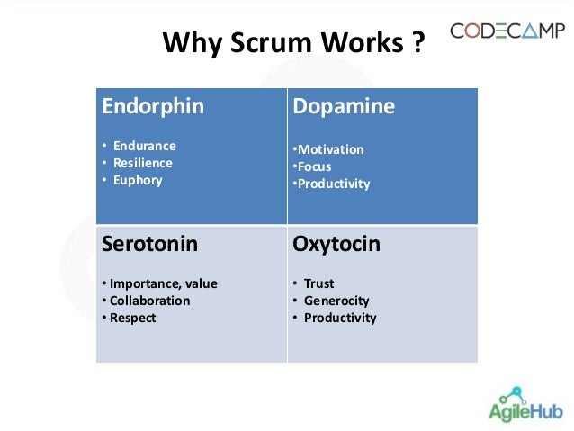 why scrum works how oxytocin works