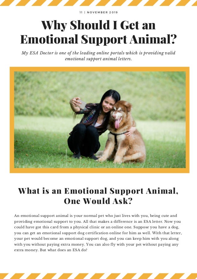 Why Should I Get An Emotional Support Animal