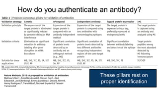 How do you authenticate an antibody?
Nature Methods, 2016: A proposal for validation of antibodies
Mathias Uhlen1, Anita Bandrowski2, Steven Carr3, Aled
Edwards4, Jan Ellenberg5, Emma Lundberg1, David L Rimm6,
Henry Rodriguez7, Tara Hiltke7, Michael Snyder8 & Tadashi
Yamamoto9
These pillars rest on
proper identification
 