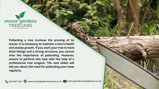 Why Should You Pollard Your Tree with a Reputable Tree Surgeon.pptx