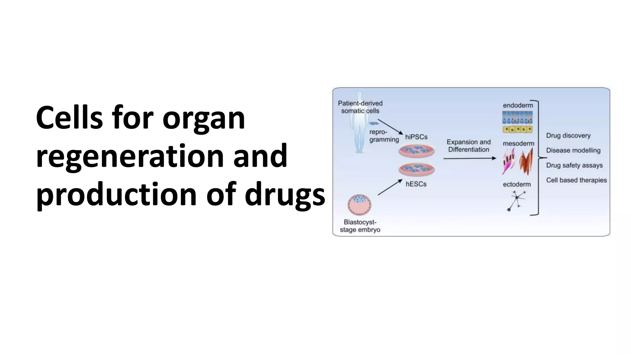 Cells for organ
regeneration and
production of drugs
 