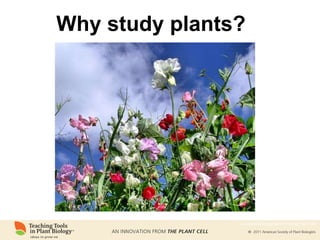 Why study plants? www.plantcell.org/cgi/doi/10.1105/tpc.109.tt1009 