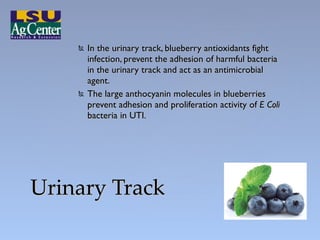 <ul><li>In the urinary track, blueberry antioxidants fight infection, prevent the adhesion of harmful bacteria in the urin...