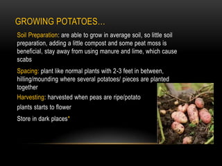 Growing Potatoes…Soil Preparation: are able to grow in average soil, so little soil preparation, adding a little compost and some peat moss is beneficial, stay away from using manure and lime, which cause scabsSpacing: plant like normal plants with 2-3 feet in between, hilling/mounding where several potatoes/ pieces are planted togetherHarvesting: harvested when peas are ripe/potato plants starts to flowerStore in dark places*