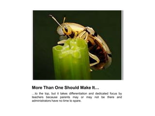 More Than One Should Make It……to the top, but it takes differentiation and dedicated focus by teachers because parents may or may not be there and administrators have no time to spare. 