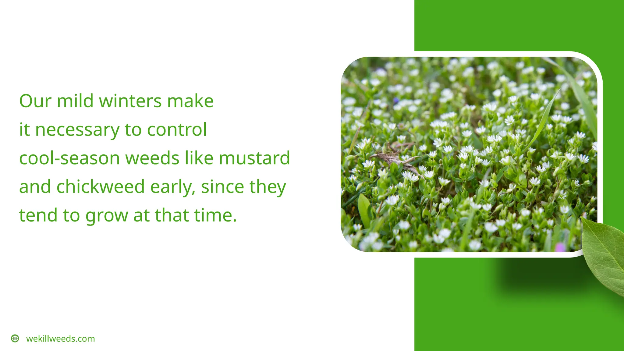 wekillweeds.com
Our mild winters make
it necessary to control
cool-season weeds like mustard
and chickweed early, since they
tend to grow at that time.
 