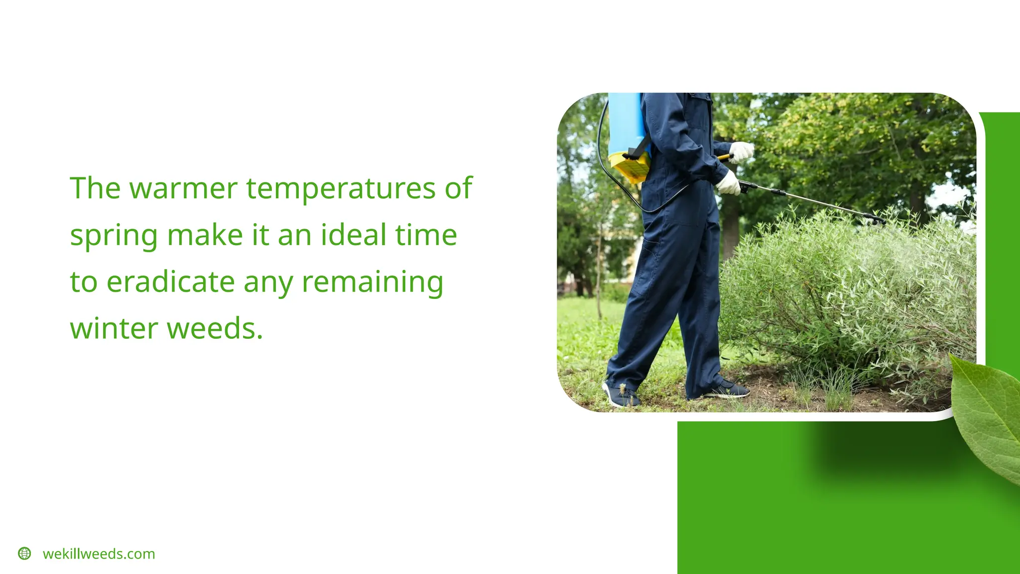 wekillweeds.com
The warmer temperatures of
spring make it an ideal time
to eradicate any remaining
winter weeds.
 
