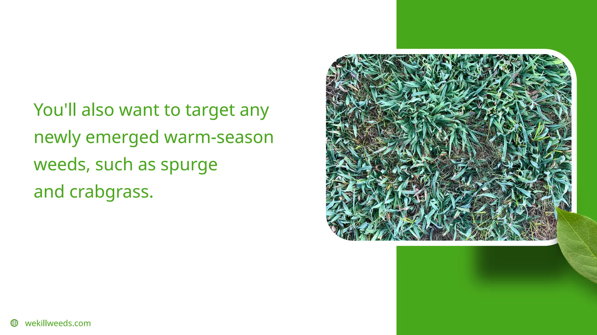 wekillweeds.com
You'll also want to target any
newly emerged warm-season
weeds, such as spurge
and crabgrass.
 