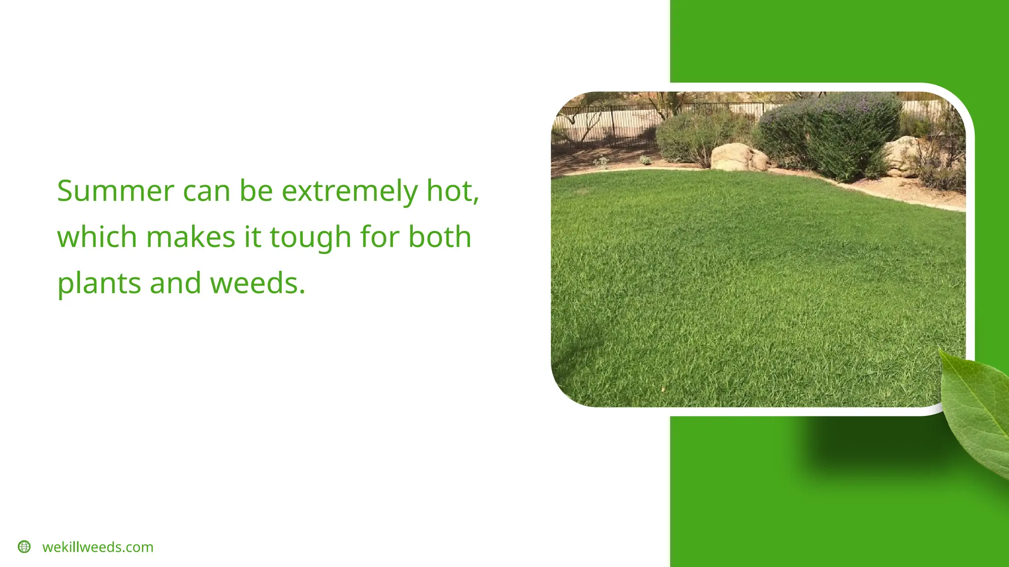 wekillweeds.com
Summer can be extremely hot,
which makes it tough for both
plants and weeds.
 