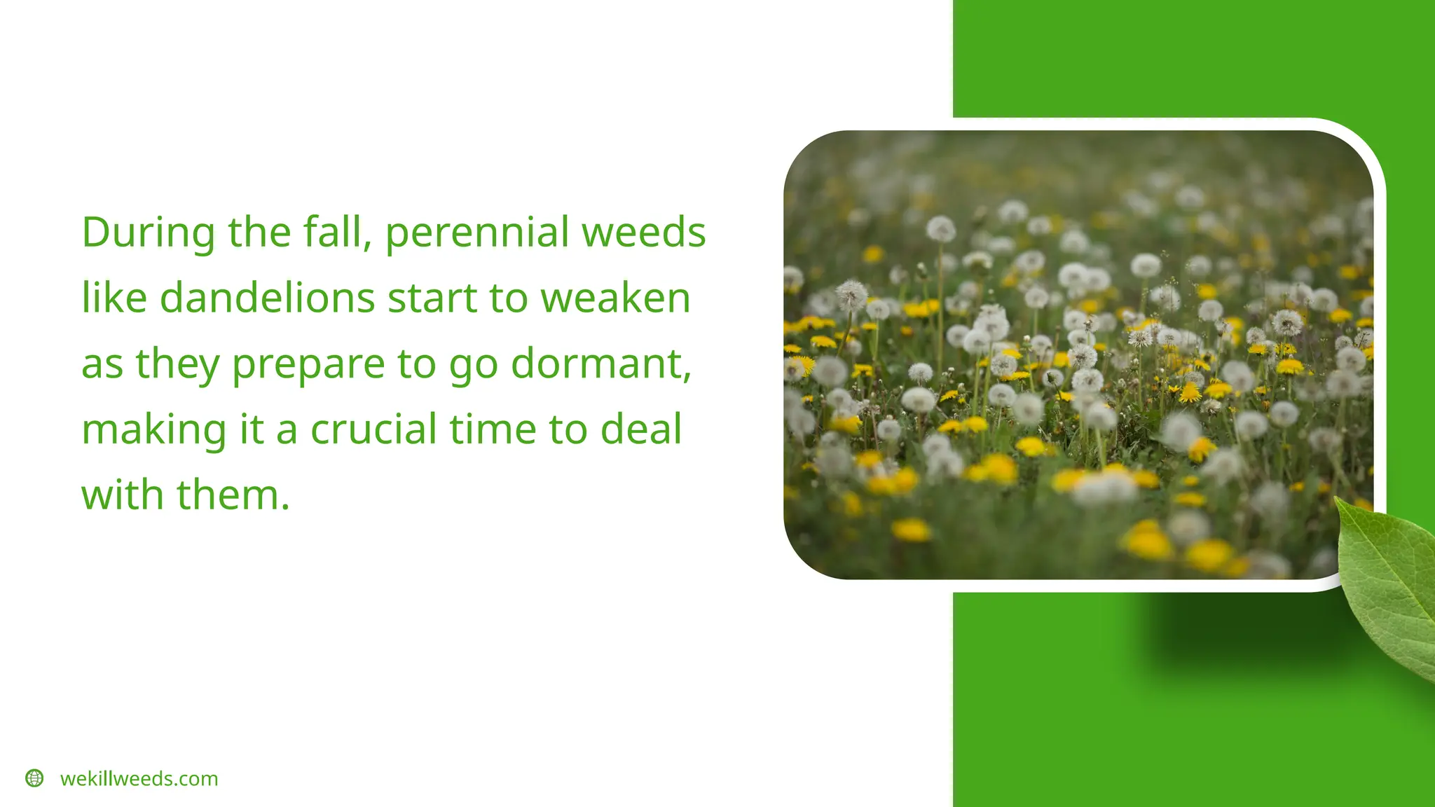 wekillweeds.com
During the fall, perennial weeds
like dandelions start to weaken
as they prepare to go dormant,
making it a crucial time to deal
with them.
 