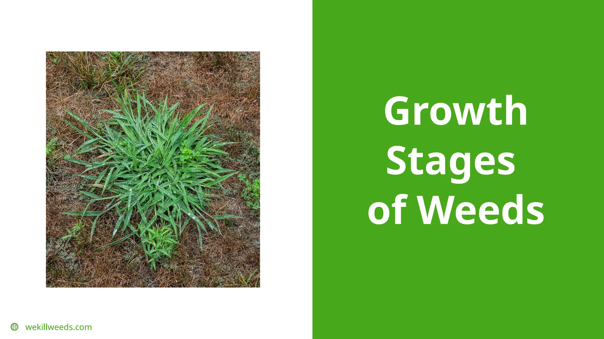 Growth
Stages
of Weeds
wekillweeds.com
 