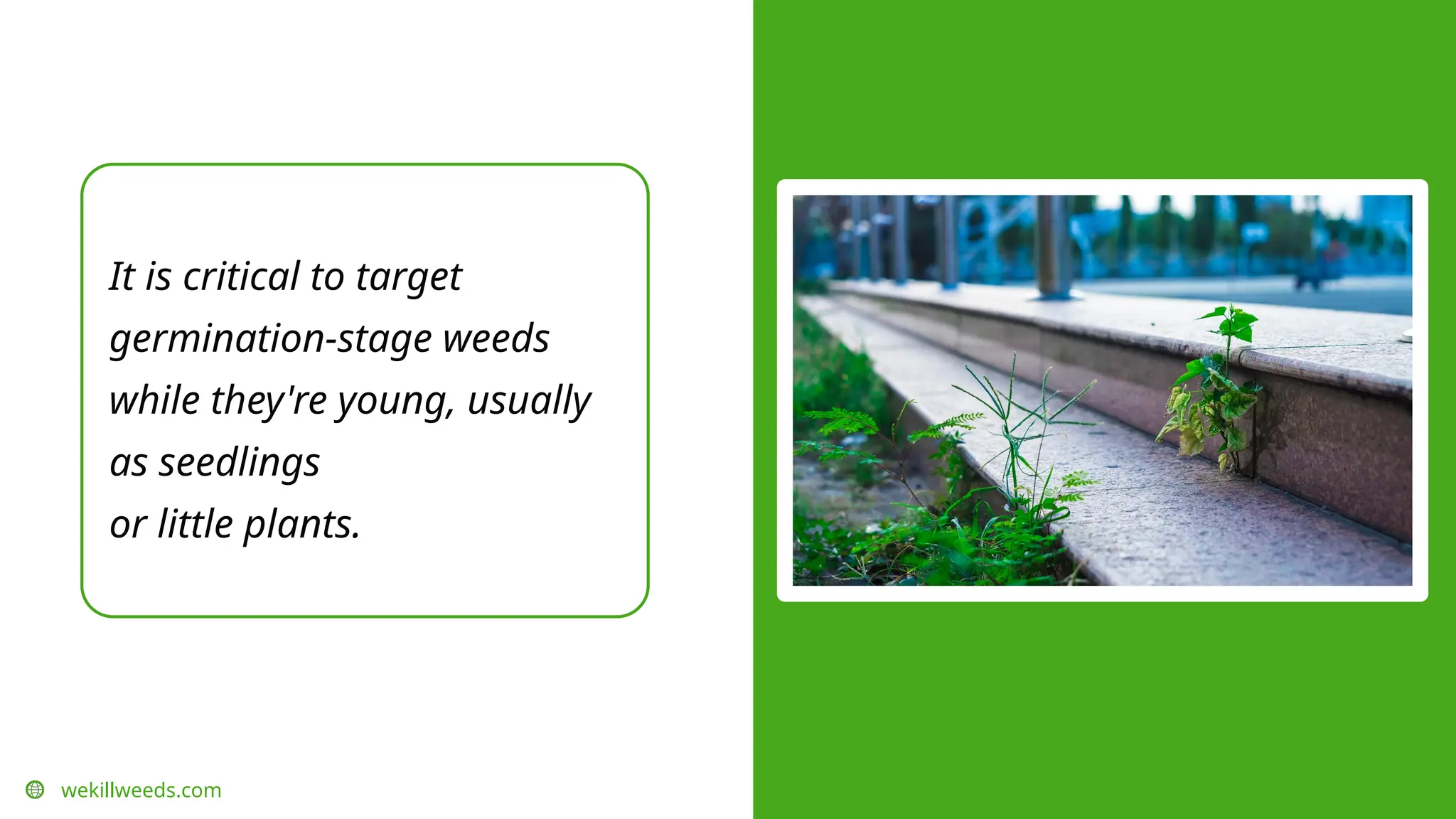 It is critical to target
germination-stage weeds
while they're young, usually
as seedlings
or little plants.
wekillweeds.com
 
