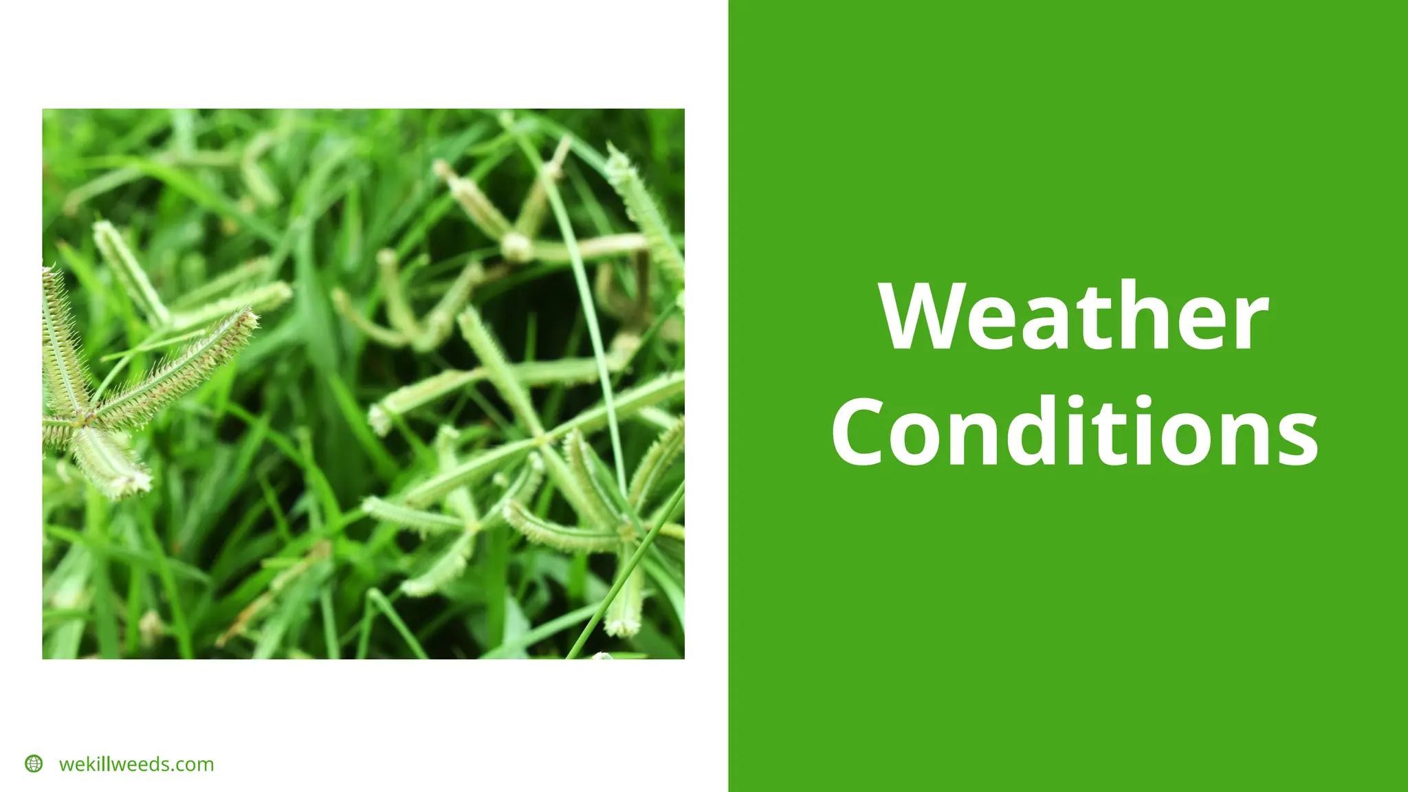 Weather
Conditions
wekillweeds.com
 