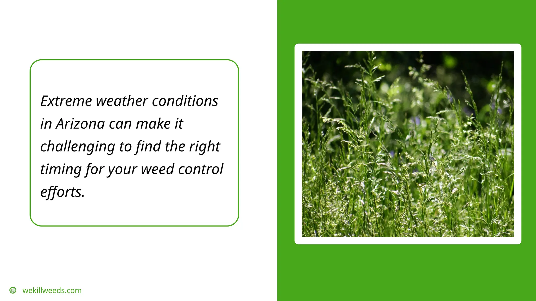 Extreme weather conditions
in Arizona can make it
challenging to find the right
timing for your weed control
efforts.
wekillweeds.com
 