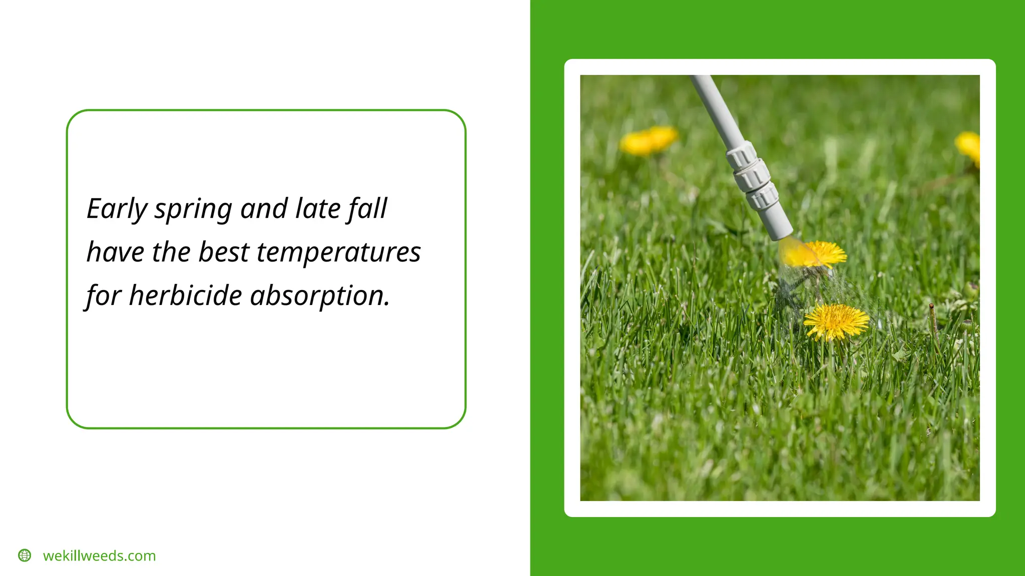 Early spring and late fall
have the best temperatures
for herbicide absorption.
wekillweeds.com
 