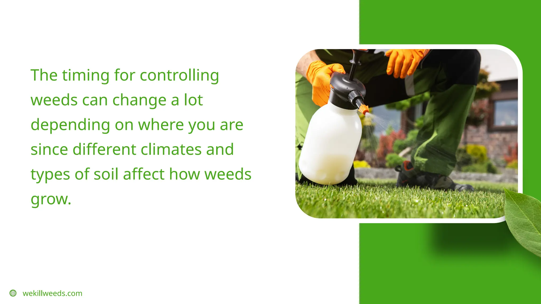 wekillweeds.com
The timing for controlling
weeds can change a lot
depending on where you are
since different climates and
types of soil affect how weeds
grow.
 