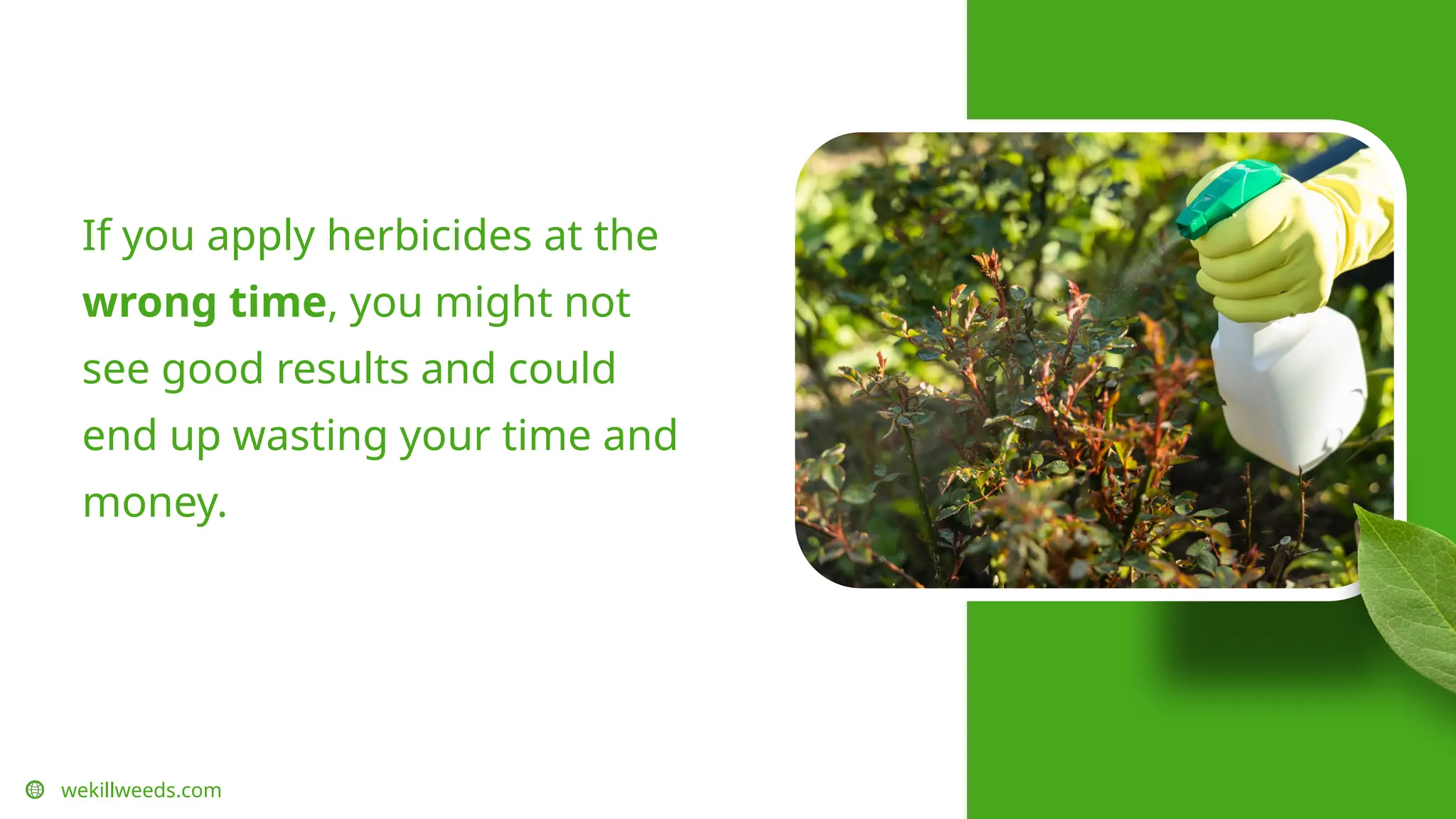 wekillweeds.com
If you apply herbicides at the
wrong time, you might not
see good results and could
end up wasting your time and
money.
 