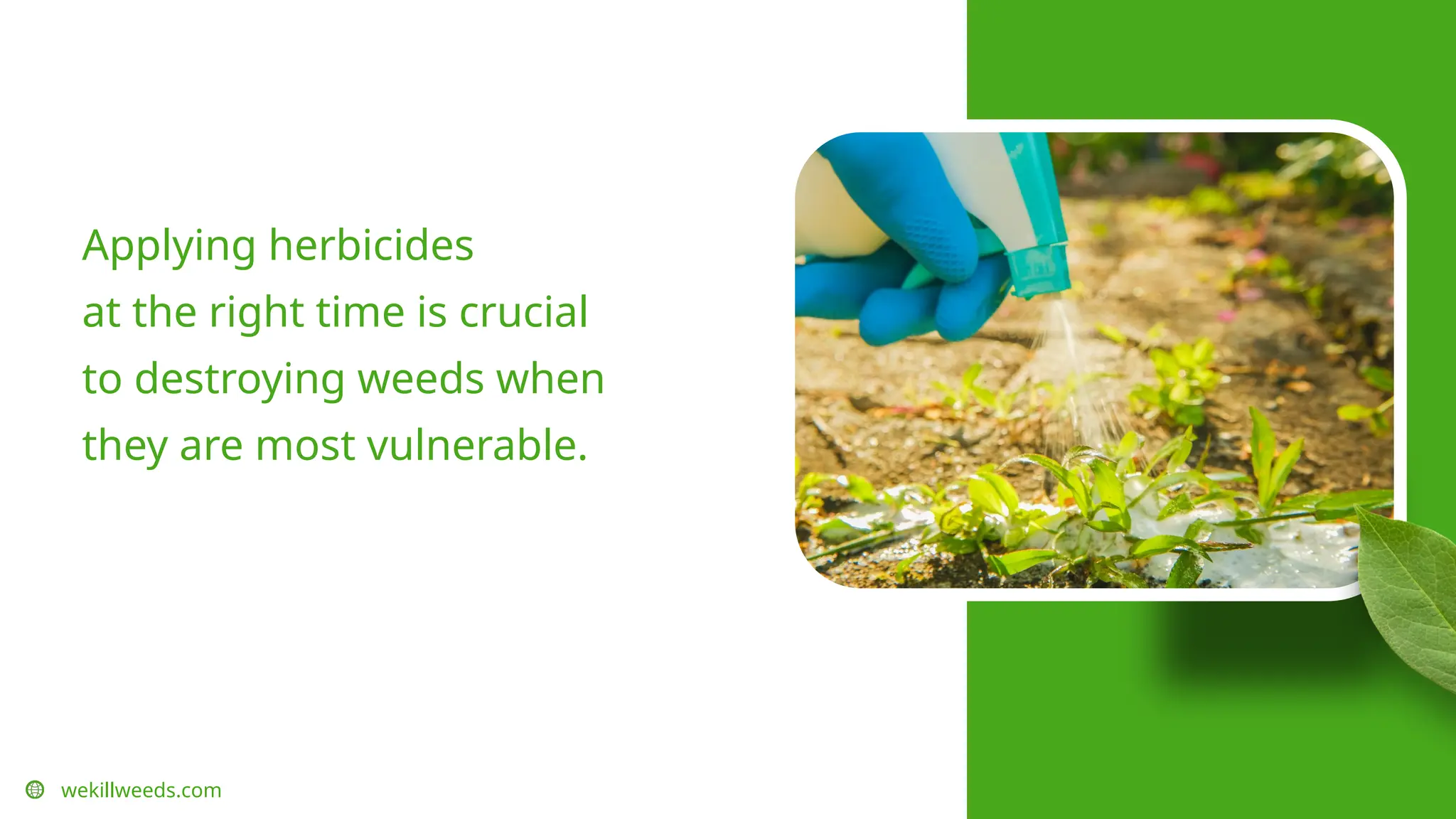 wekillweeds.com
Applying herbicides
at the right time is crucial
to destroying weeds when
they are most vulnerable.
 