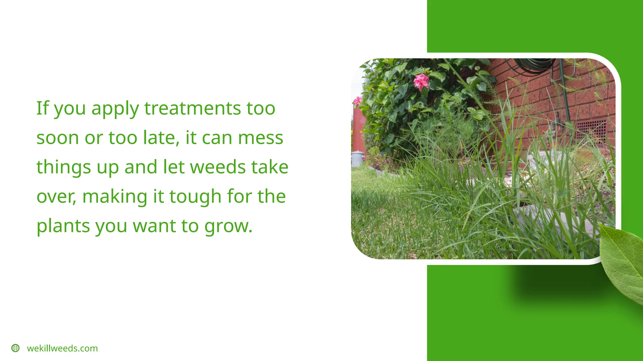 wekillweeds.com
If you apply treatments too
soon or too late, it can mess
things up and let weeds take
over, making it tough for the
plants you want to grow.
 