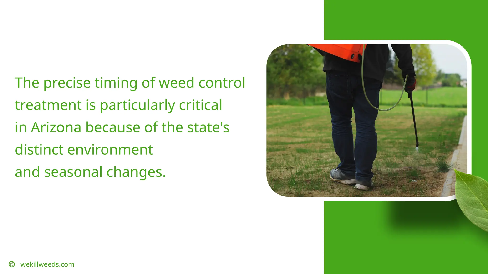 wekillweeds.com
The precise timing of weed control
treatment is particularly critical
in Arizona because of the state's
distinct environment
and seasonal changes.
 