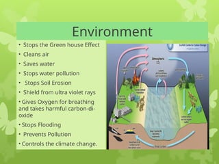 WHY TREES ARE IMPORTANT? Trees are the backbone of life on Earth. | PPTX