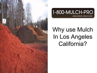 Why use Mulch In Los Angeles California? Los Angeles California has the best Mulch.  Using mulch can benefit your garden and landscape. Los Angeles California is known for its beautiful mulched landscaped gardens.There are many different types of mulch in Los Angeles California. There is inorganic and organic mulch for your gardens and landscape.   Find the best mulch in Los Angeles California by calling 1-800-MULCH PRO. Why use Mulch In Los Angeles California? 