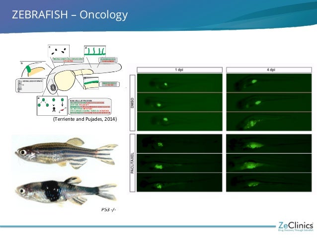 Zebrafish In Biomedical Research – YWRA