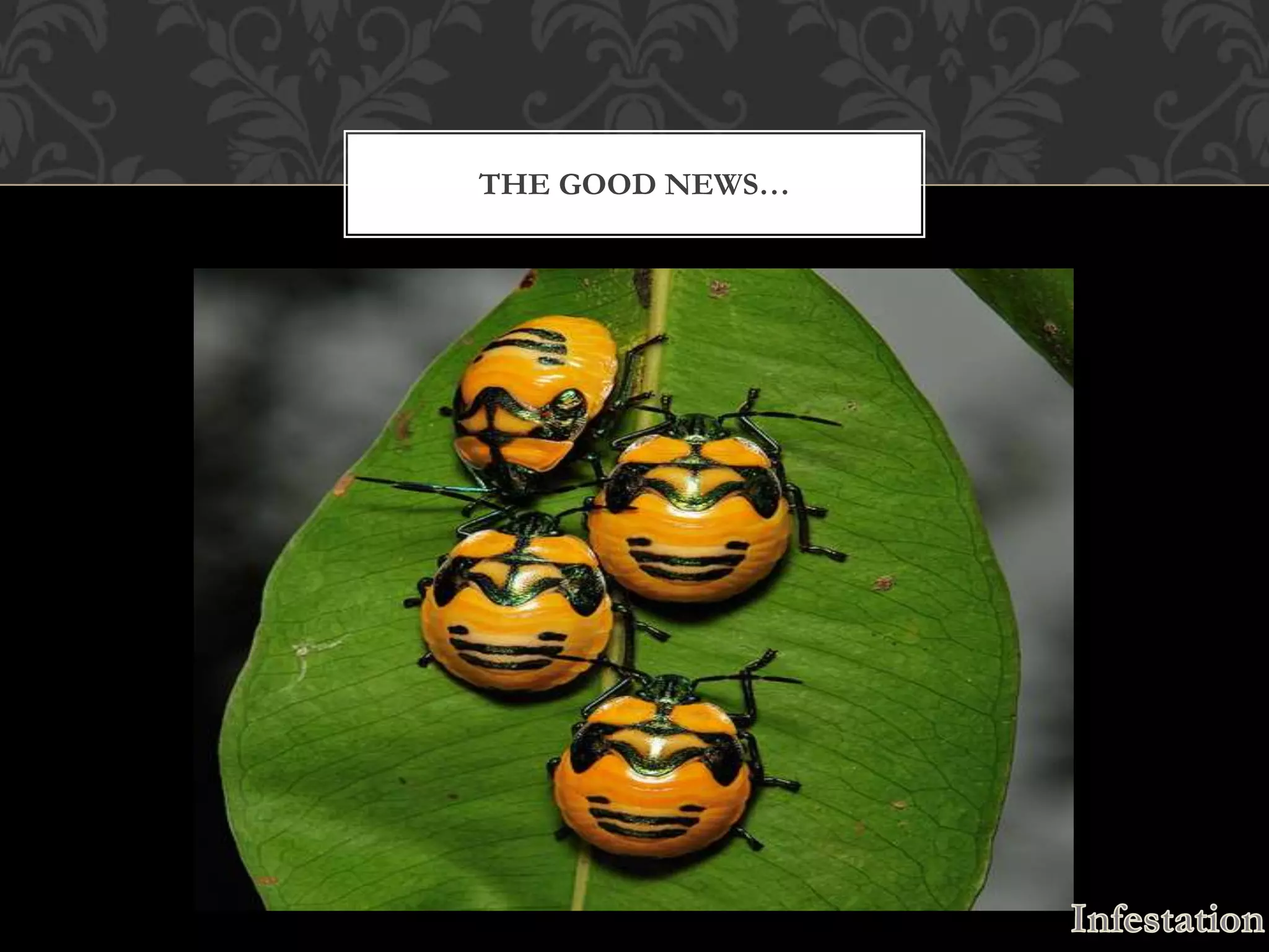 THE GOOD NEWS…
 